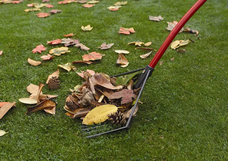 The Golden Gark while scooping leaves and pine cones from the lawn