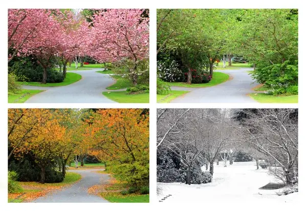 Four seasons depicted side by side